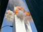 Preview of: 
tradectr102.jpg 
560 x 418 JPEG-compressed image 
(18,988 bytes)