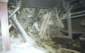 Preview of: 
tradectr304.jpg 
446 x 283 JPEG-compressed image 
(16,231 bytes)